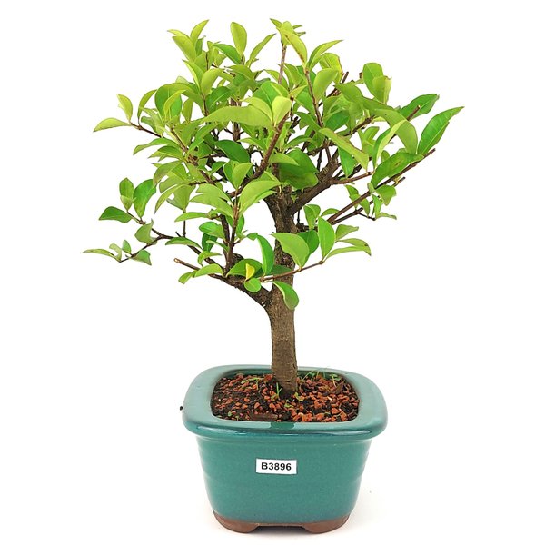 img 20250408 wa0133 copia