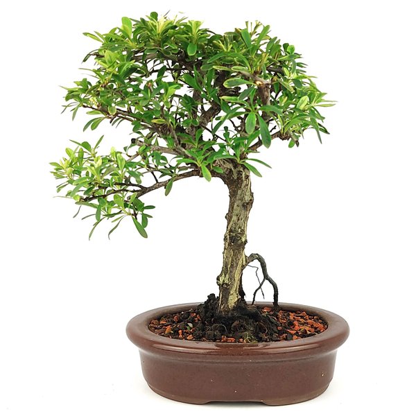 imagem do whatsapp de 2025 04 09 a s 08 48 56 e639b20e