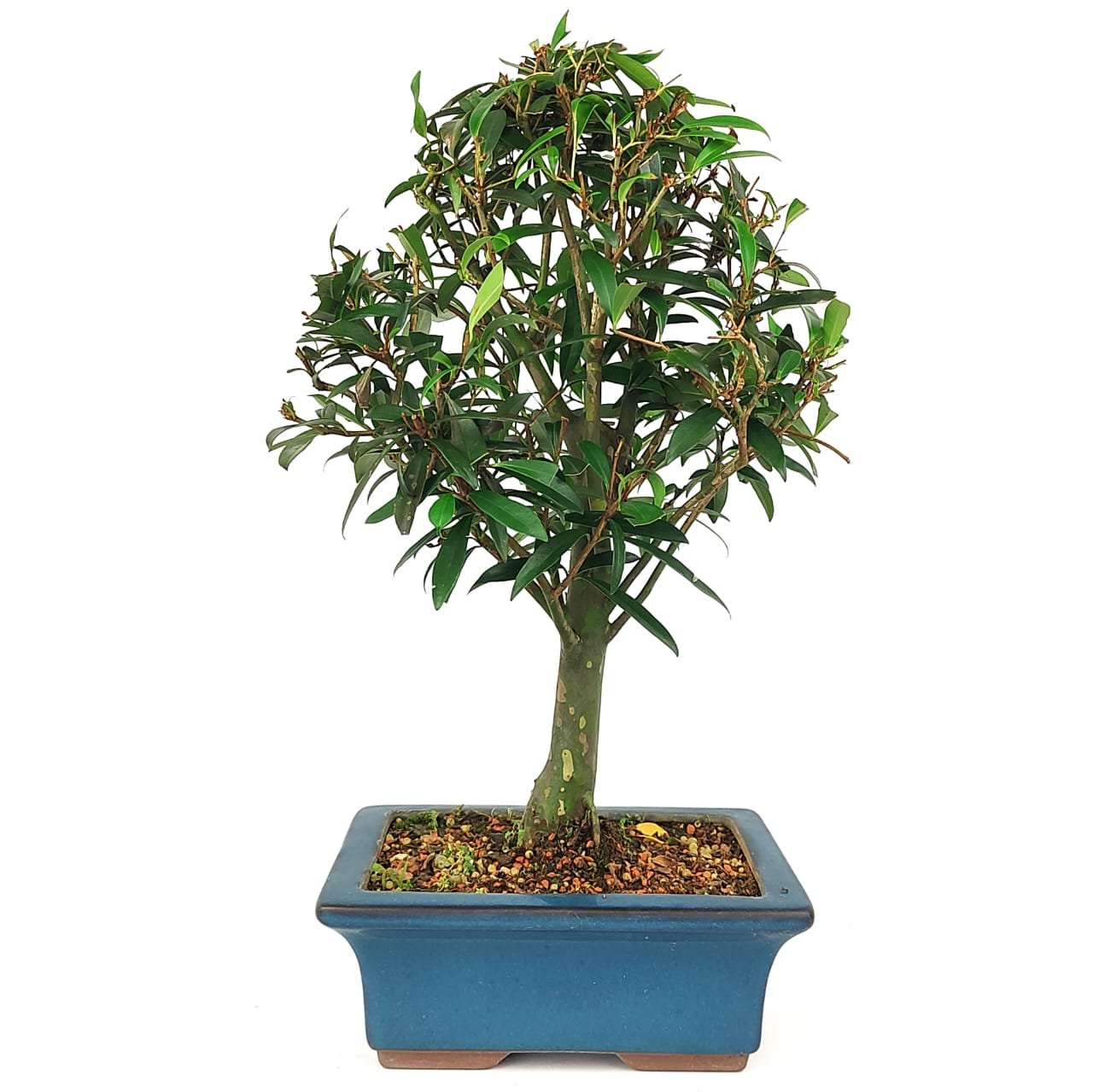 Bonsai Cereja Do Rio Grande - 7 Anos 43 Cm