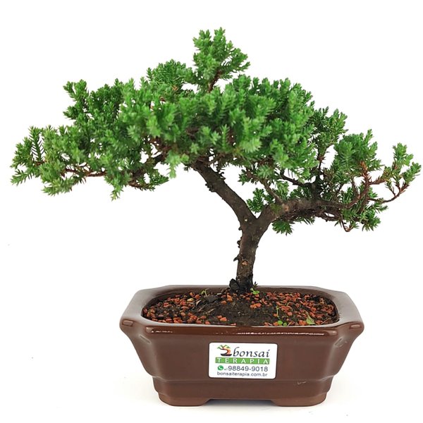 img 20250618 wa0257 copia