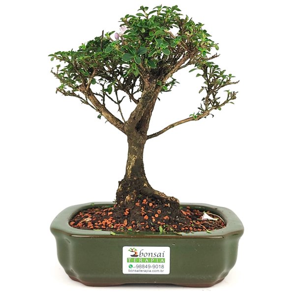 img 20250618 wa0391 copia