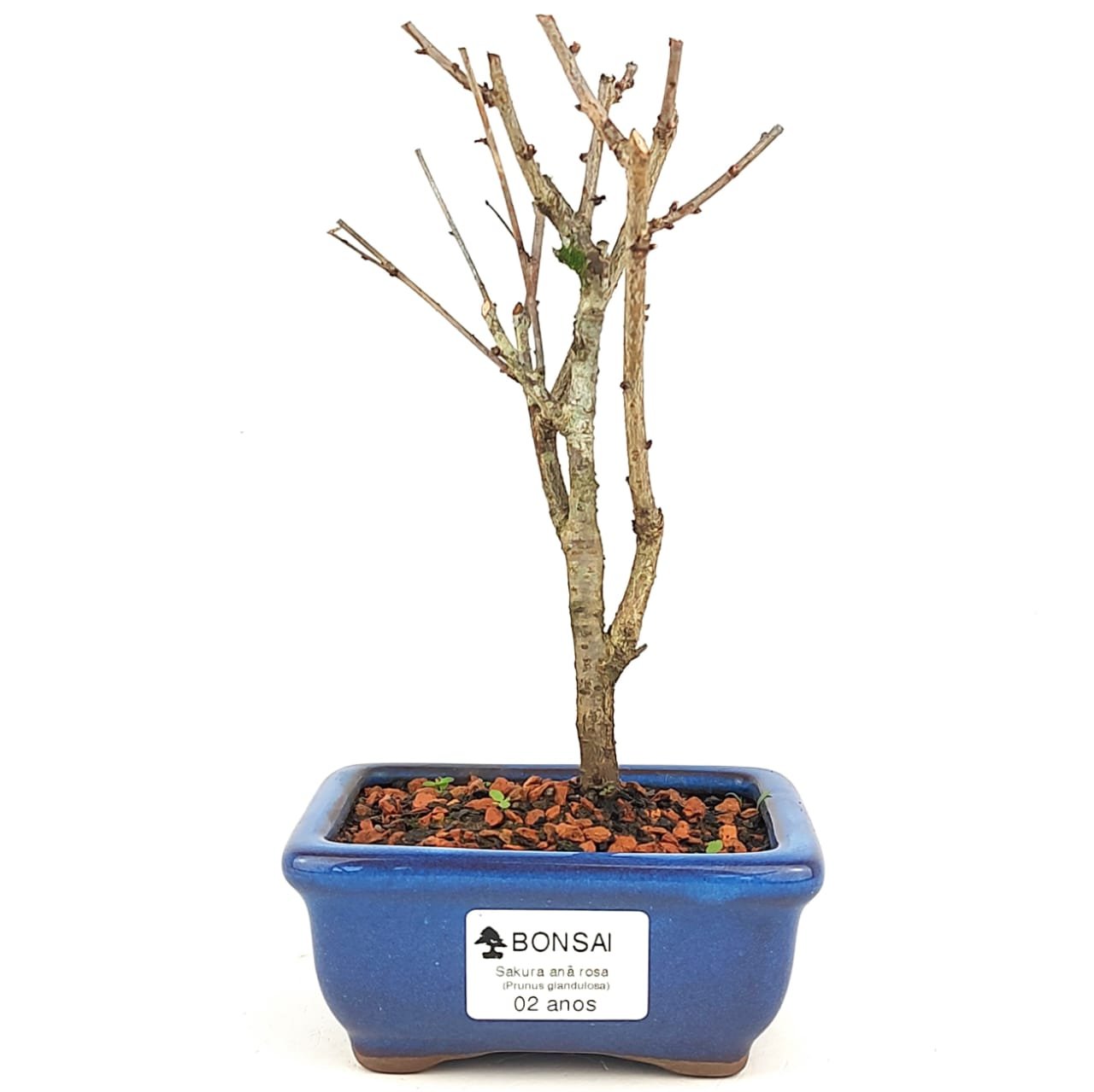 Bonsai Sakura Rosa - 2 Anos 21 Cm