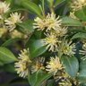 buxus sempervirens miniatur