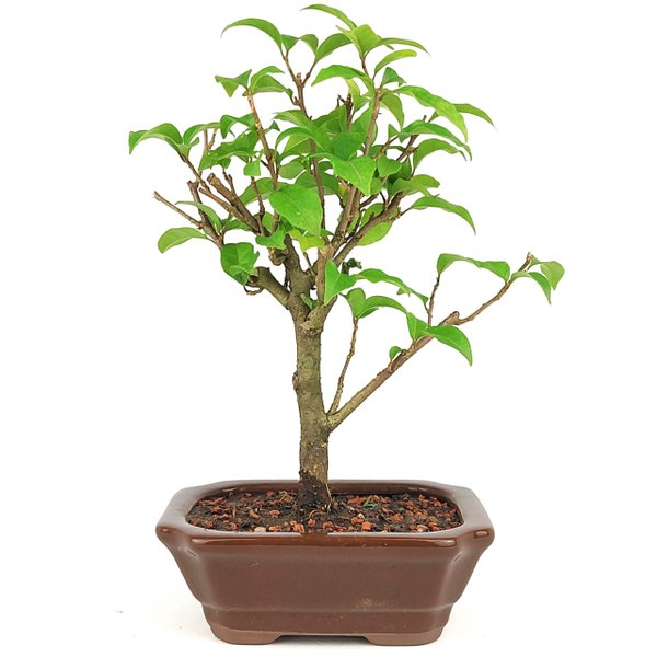 imagem do whatsapp de 2025 09 12 a s 13 57 33 075556d6