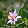grewia occidentalis flower 12