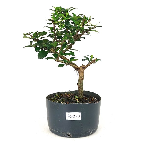 PR BONSAI CARMONA - 3 ANOS 28 CM