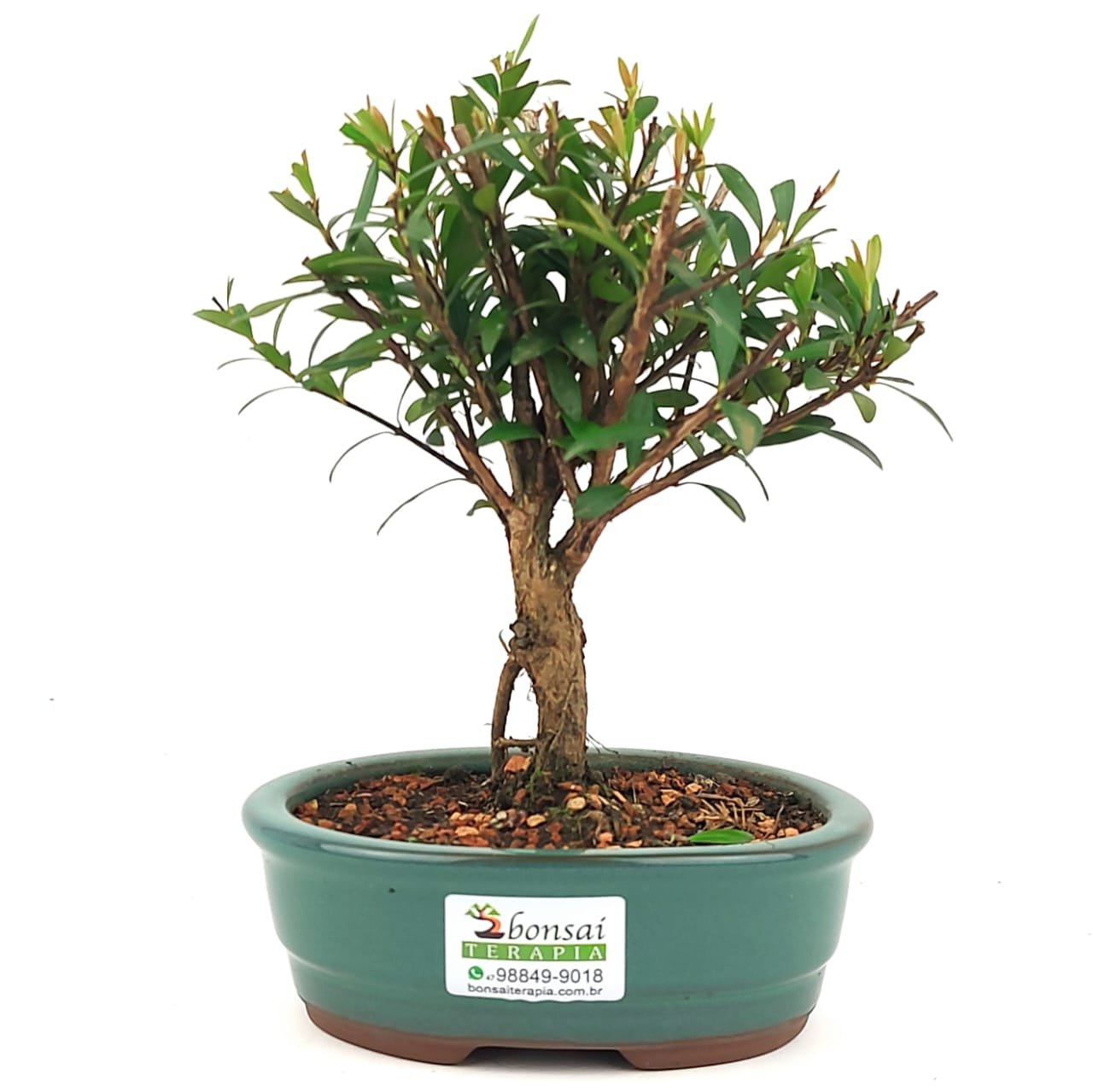 Bonsai Cereja Silvestre - 3 Anos 22 Cm