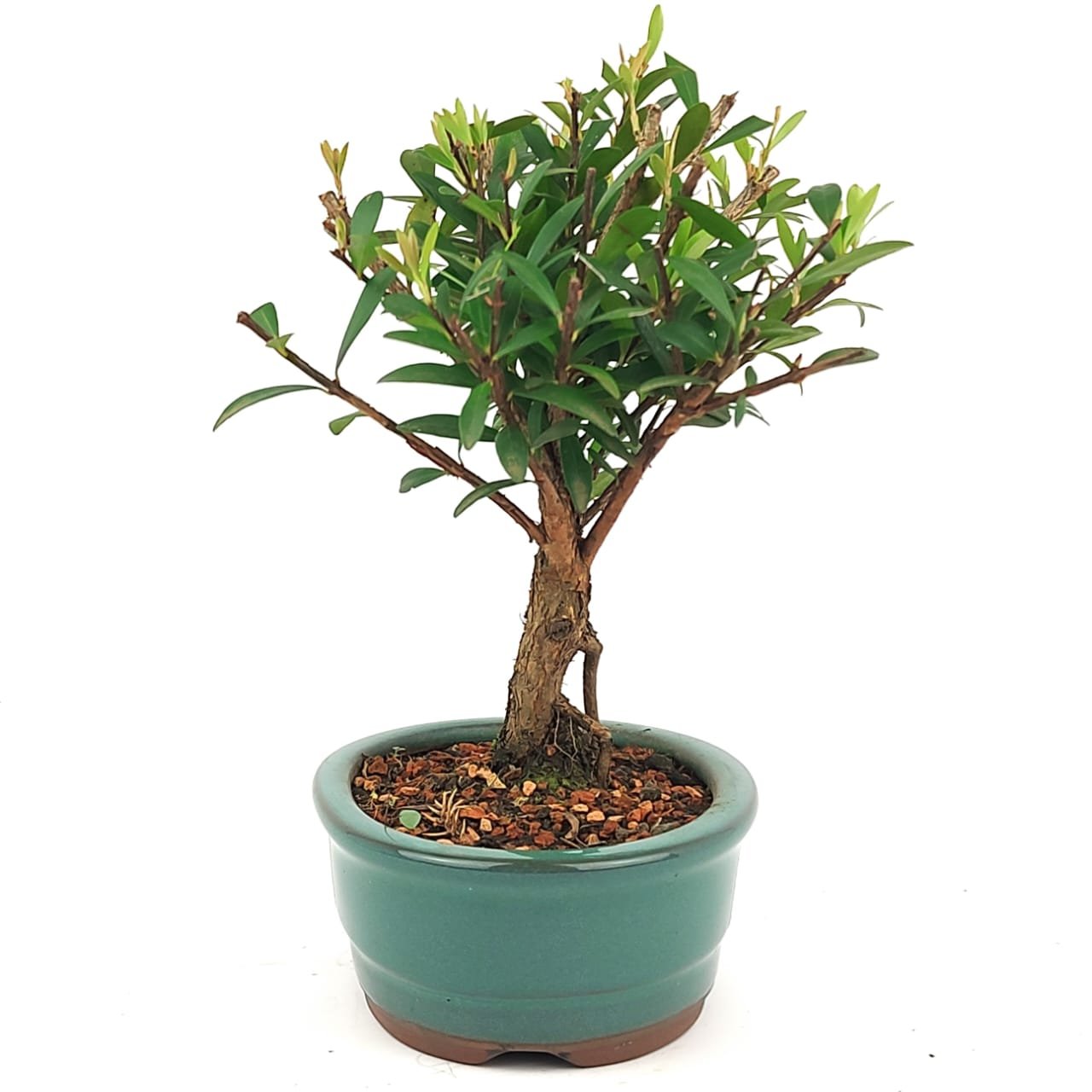 Bonsai Cereja Silvestre - 3 Anos 22 Cm