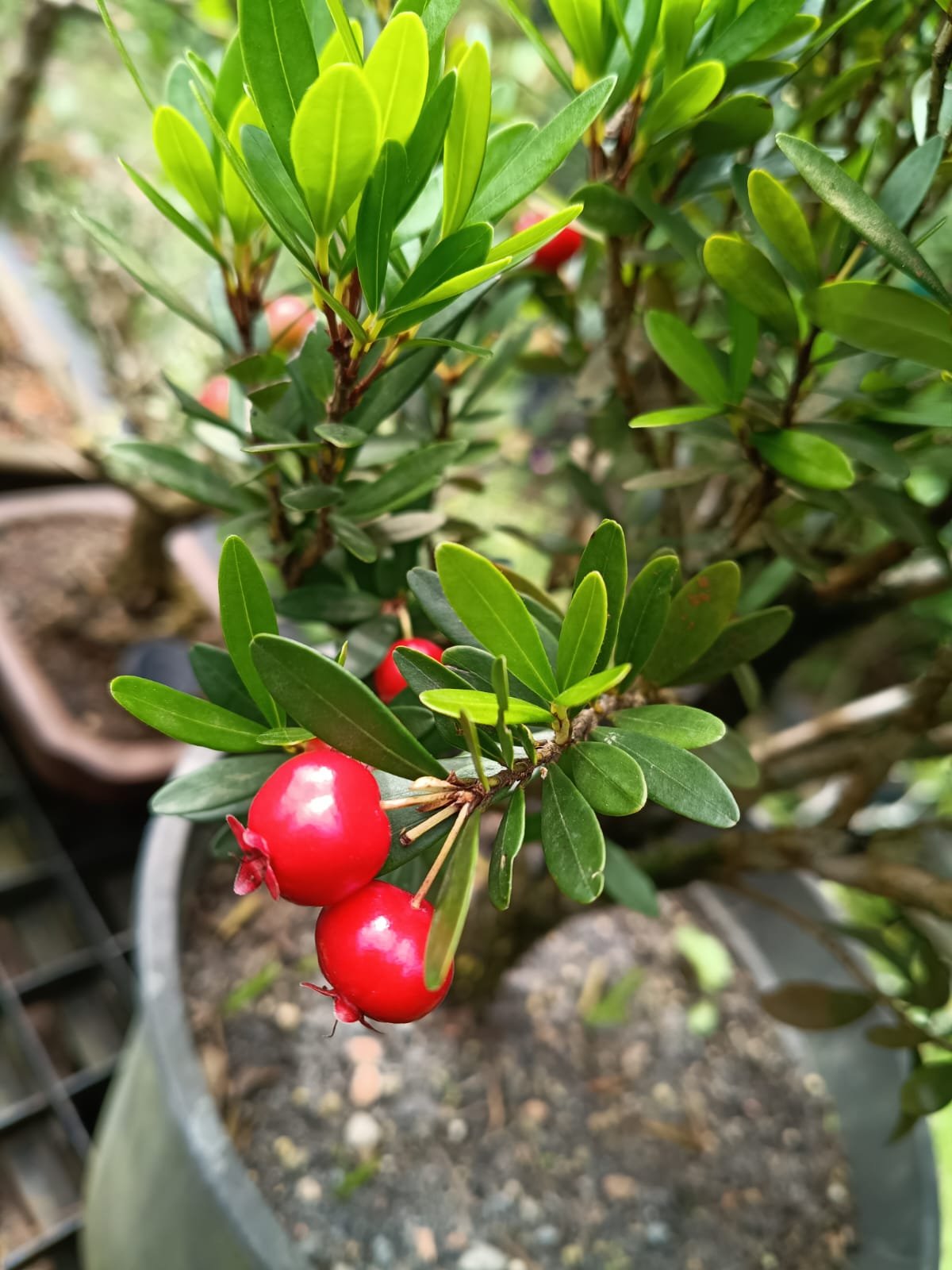 Bonsai Cereja Silvestre - 2 Anos 23 Cm