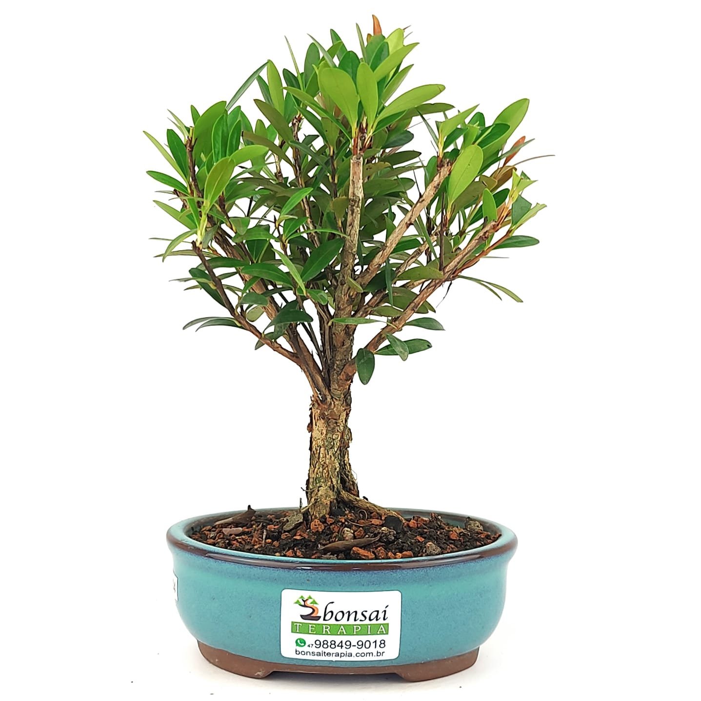 Bonsai Cereja Silvestre - 2 Anos 20 Cm