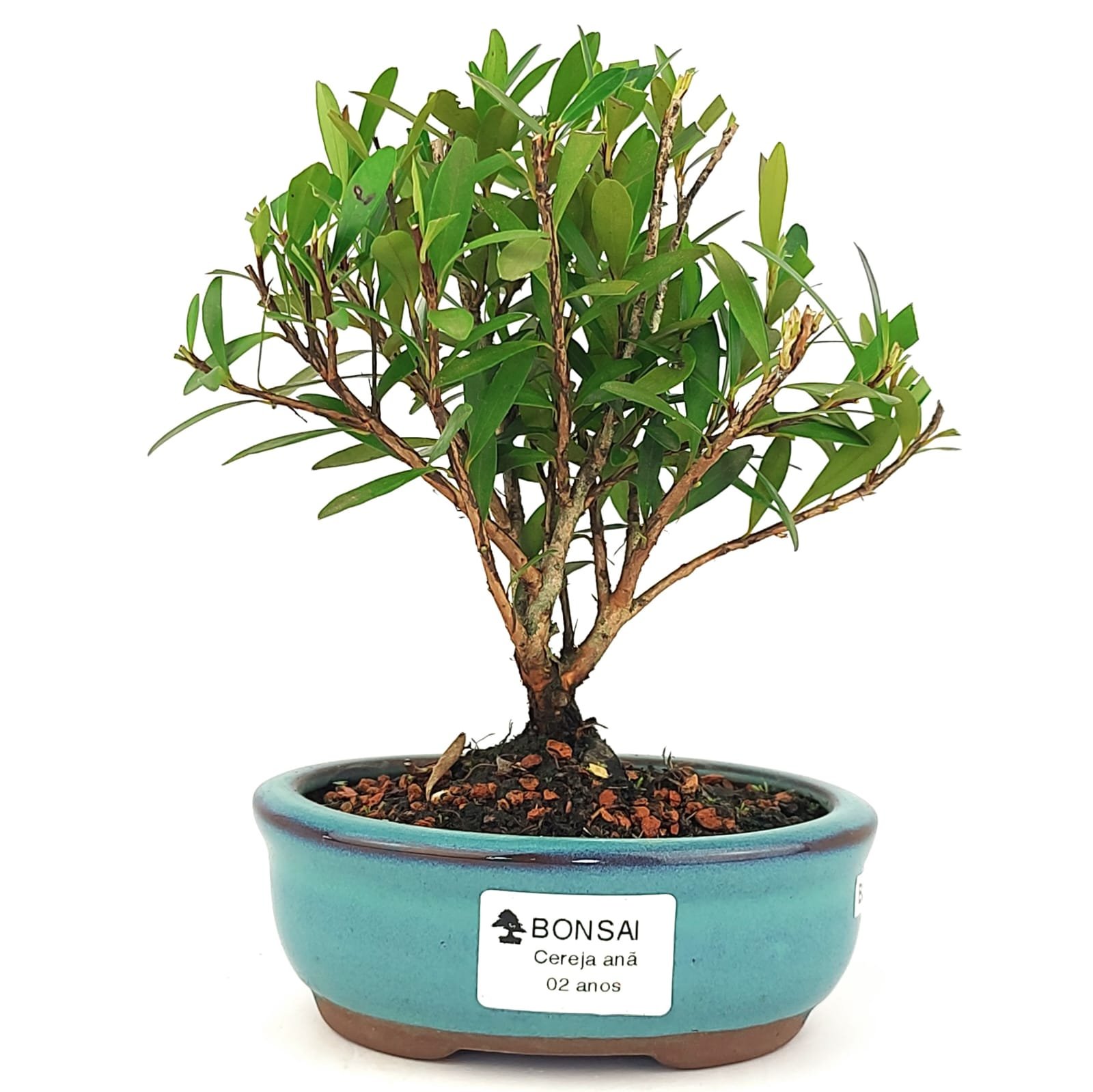 Bonsai Cereja Silvestre - 2 Anos 19 Cm