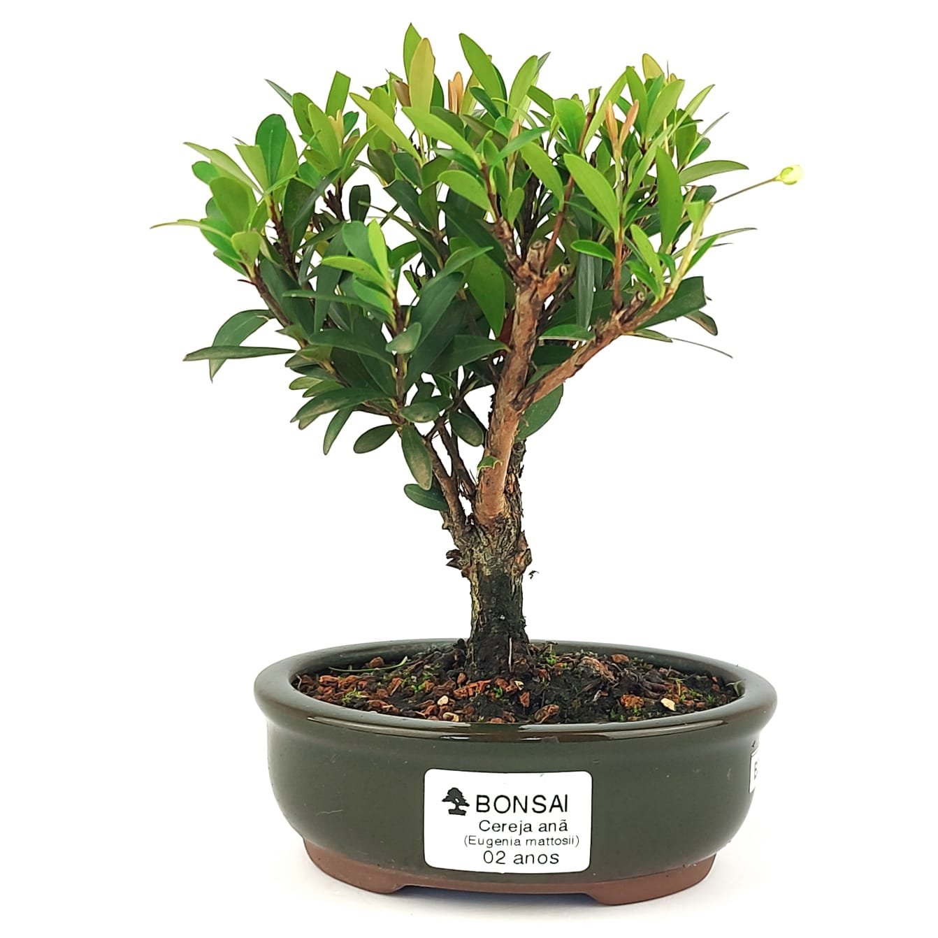 Bonsai Cereja Silvestre - 2 Anos 18 Cm
