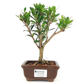Bonsai Cereja Silvestre - 2 Anos 23 Cm