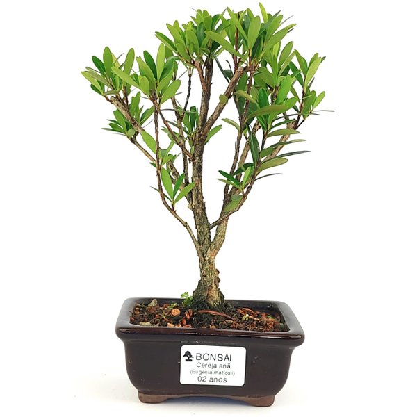 Bonsai Cereja Silvestre - 2 Anos 23 Cm