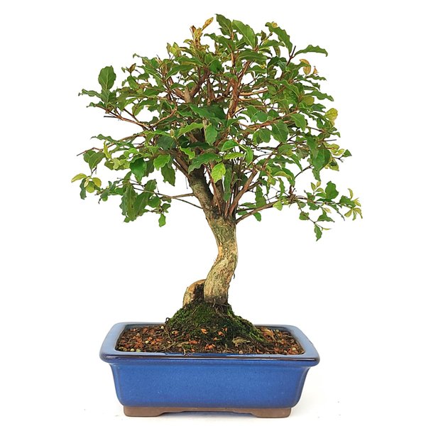 whatsapp image 2025 12 23 at 17 15 48