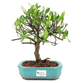 Bonsai Serissa Dobrada Branca - 4 Anos 21 Cm