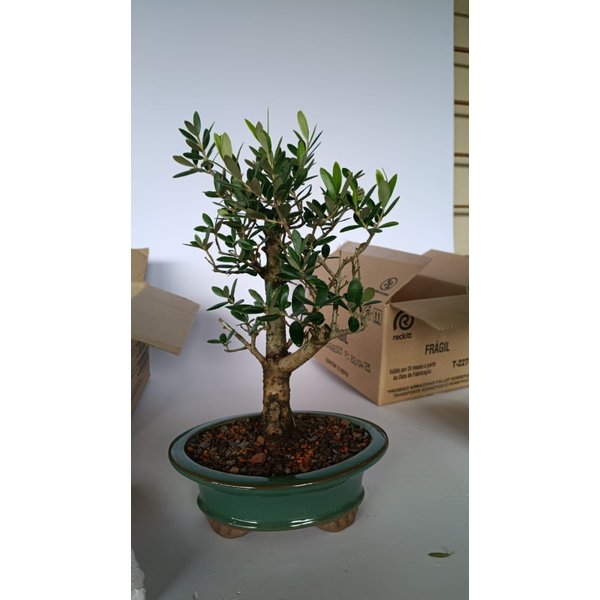 Bonsai Oliveira - 6 Anos 33 Cm