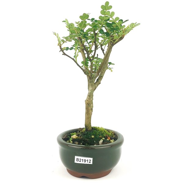 Bonsai Pepertree 2 Anos 21 Cm