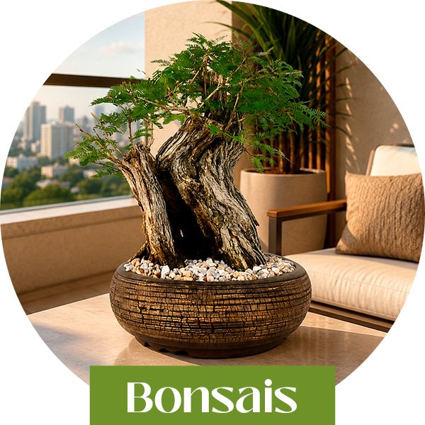 bonsai