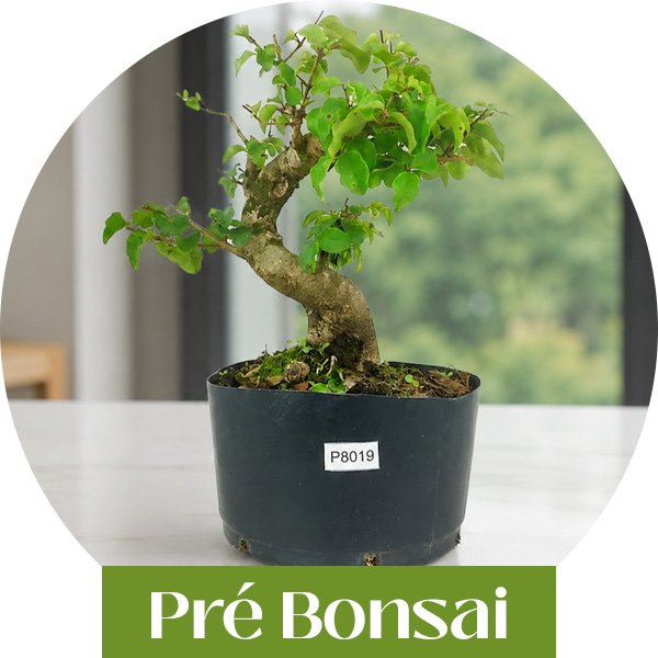pre bonsai